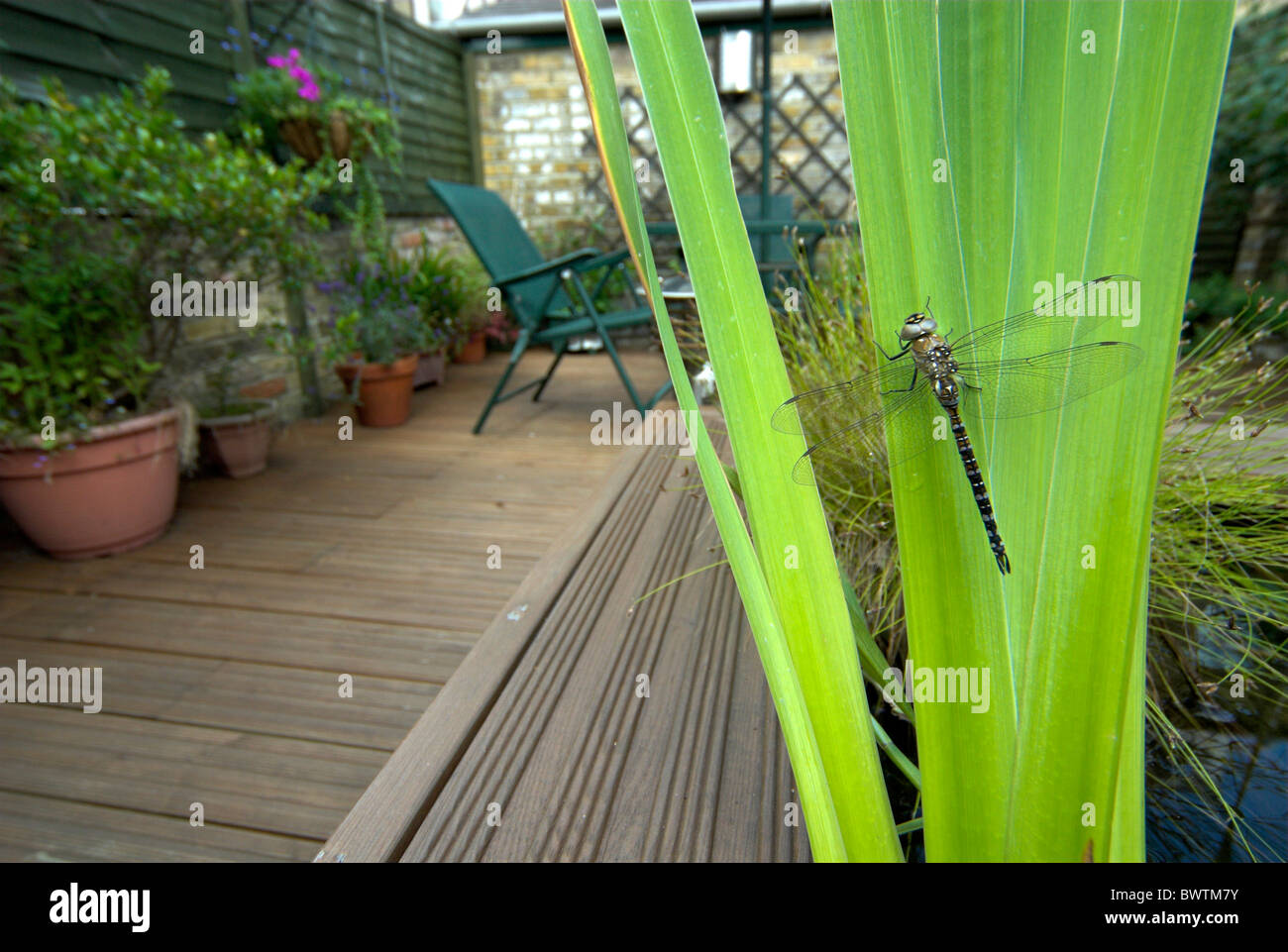 Libelle gemeinsame Aeshna Aeshna Juncea UK Stockfoto