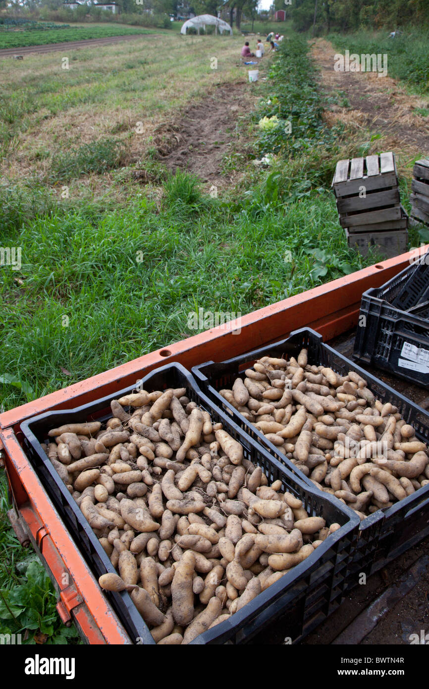 Fingerling Kartoffeln geerntet am Bio-Bauernhof Stockfoto