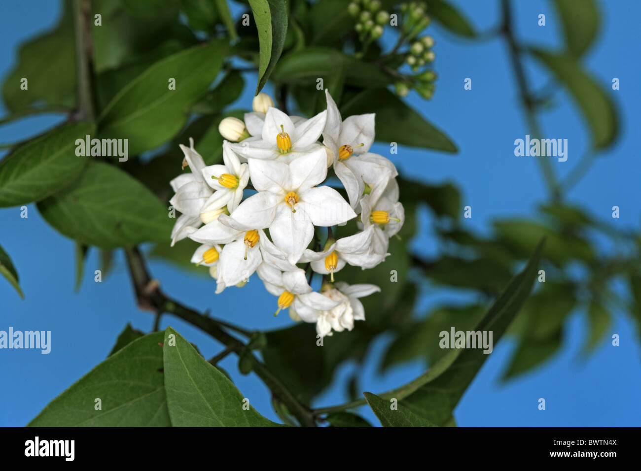 Bluete - Blüte Pflanze Pflanzen Nachtschatten Nachtschatten "Kartoffel Rebe" "Kartoffel Reben" Rebe Reben Bergsteiger Kletterer "Südamerika" Stockfoto