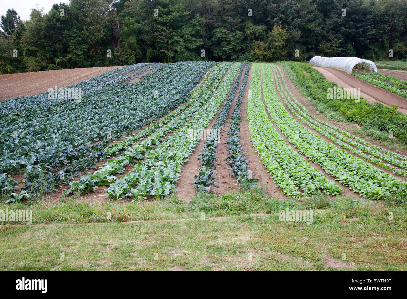 Bio-Bauernhof Stockfoto