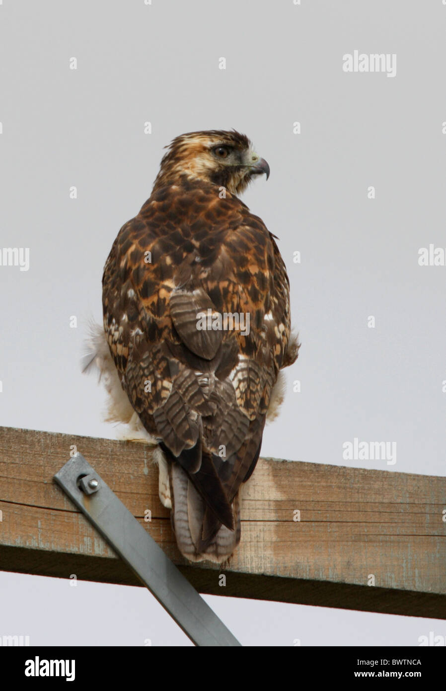 Puna Falke (Buteo Poecilochrous) unreif, gehockt Pylon, Jujuy, Argentinien, Januar Stockfoto