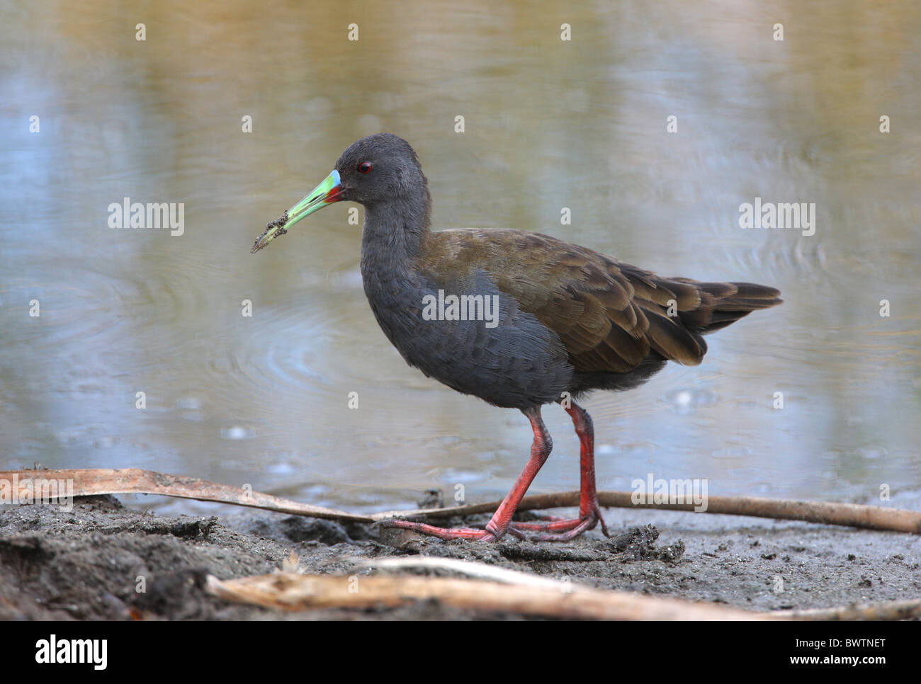 Plumbeous Schiene (Pardirallus Sanguinolentus) Erwachsenen, stehend auf Schlamm am Rand des Wassers, Provinz Buenos Aires, Argentinien, Januar Stockfoto