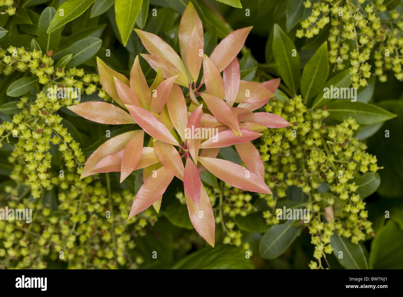 Ericaceen Pieris Japonica Wald Flamme Pflanze Pflanzen Blatt Blatter Garten Zier Enge Hautnah Strauch Straucher Hampshire England Stockfotografie Alamy