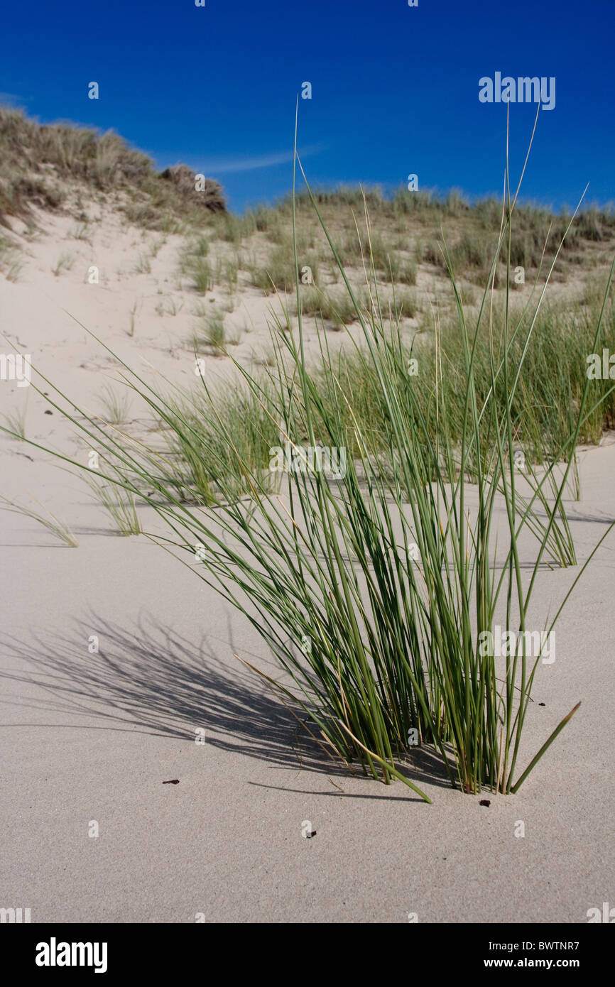 Europäische Dünengebieten Grass (Ammophila Arenaria) wächst in den Dünen von Nature Reserve nahegelegene nordholländische Stockfoto