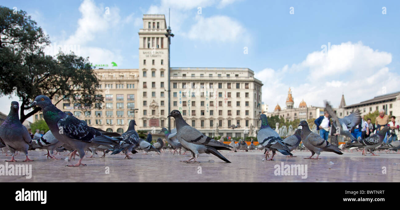 Tauben an der Plaza Catalunya (Hauptplatz). Barcelona. Spanien Stockfoto