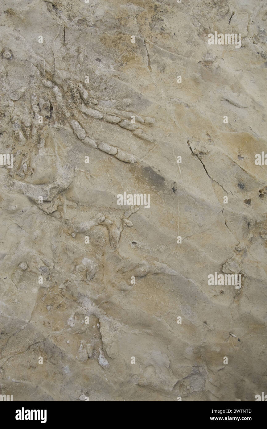 Großbritannien britische England englische Europa Europäische Fossil Fossilien versteinerten alten Strand jurassic Küste UNESCO-Welterbe Stockfoto