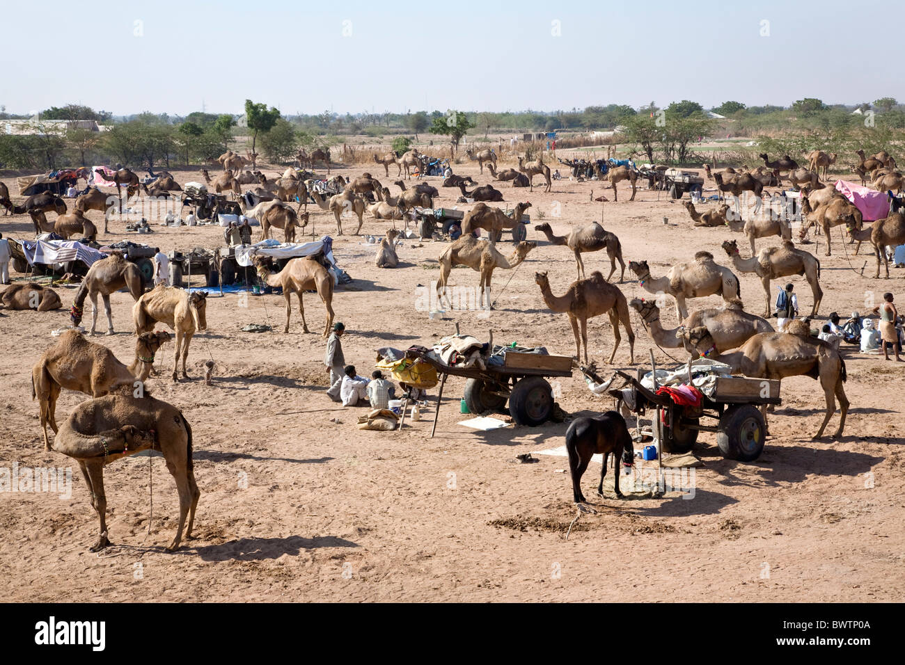Nagaur Camel fair. Rajasthan. Indien Stockfoto