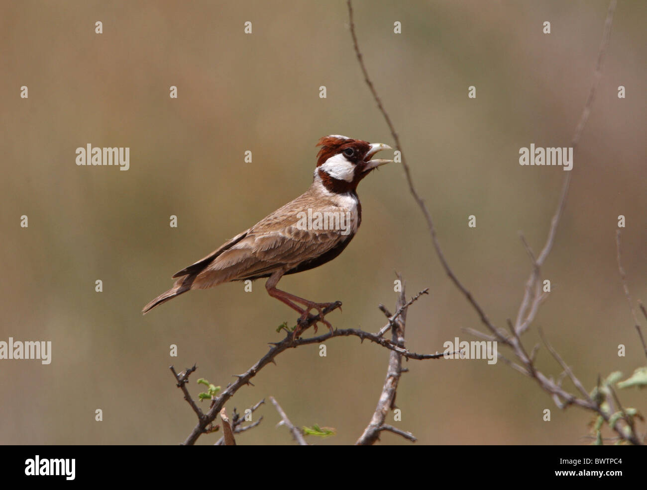 Unter der Leitung von Kastanie Spatz-Lerche (Eremopterix Signatus) Männchen, singen, thront im Busch, Tsavo East Nationalpark, Kenia, november Stockfoto