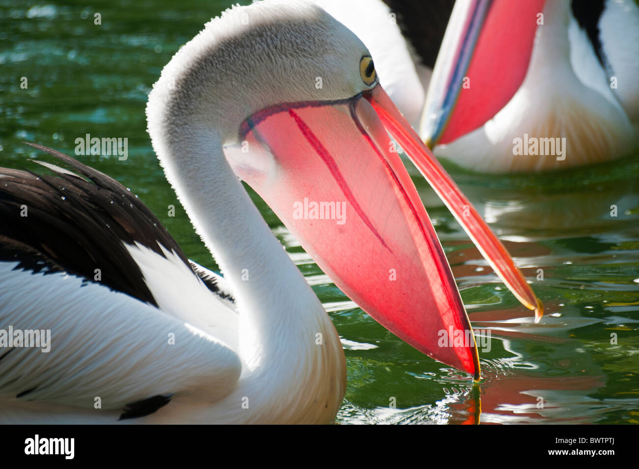 Australischer Pelikan (Pelecanus Conspicillatus) Stockfoto