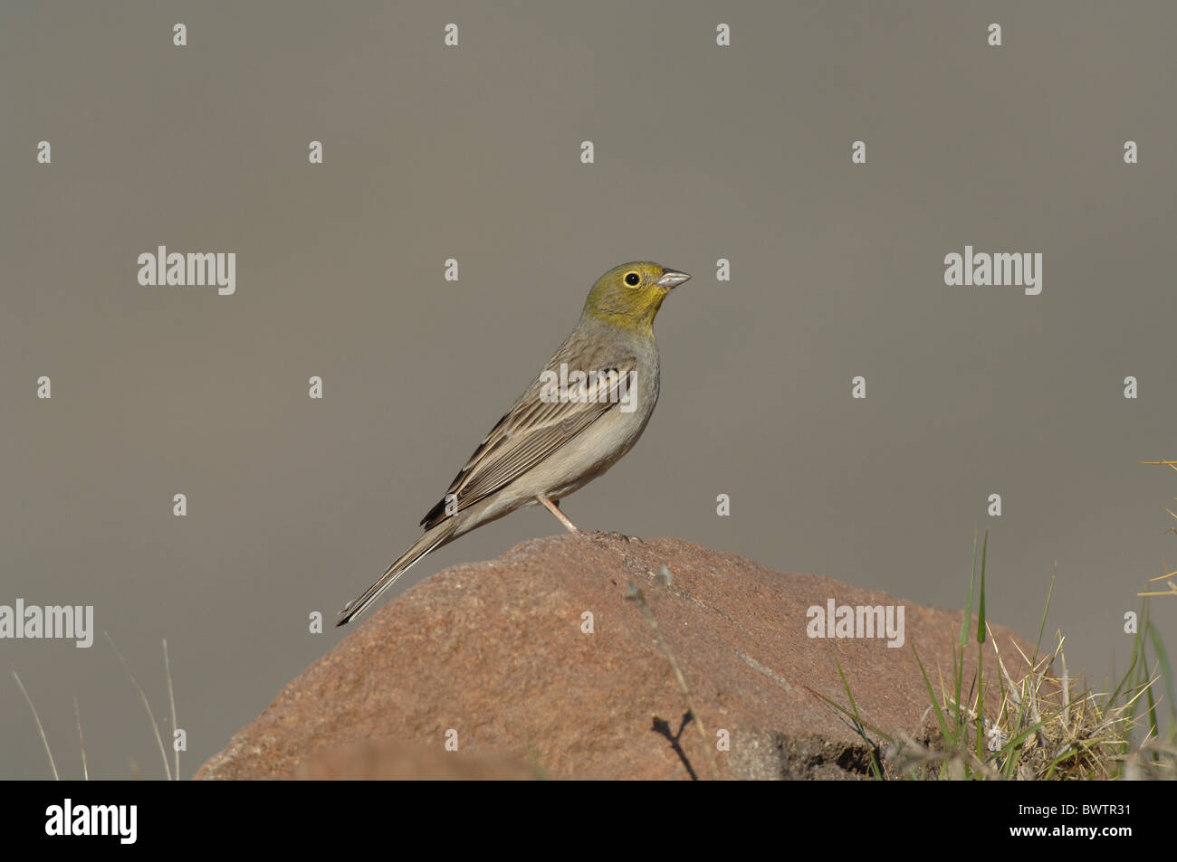 Cinereous Bunting (Emberiza Cineracea) Männchen, auf Felsen, Lesbos, Griechenland, april Stockfoto