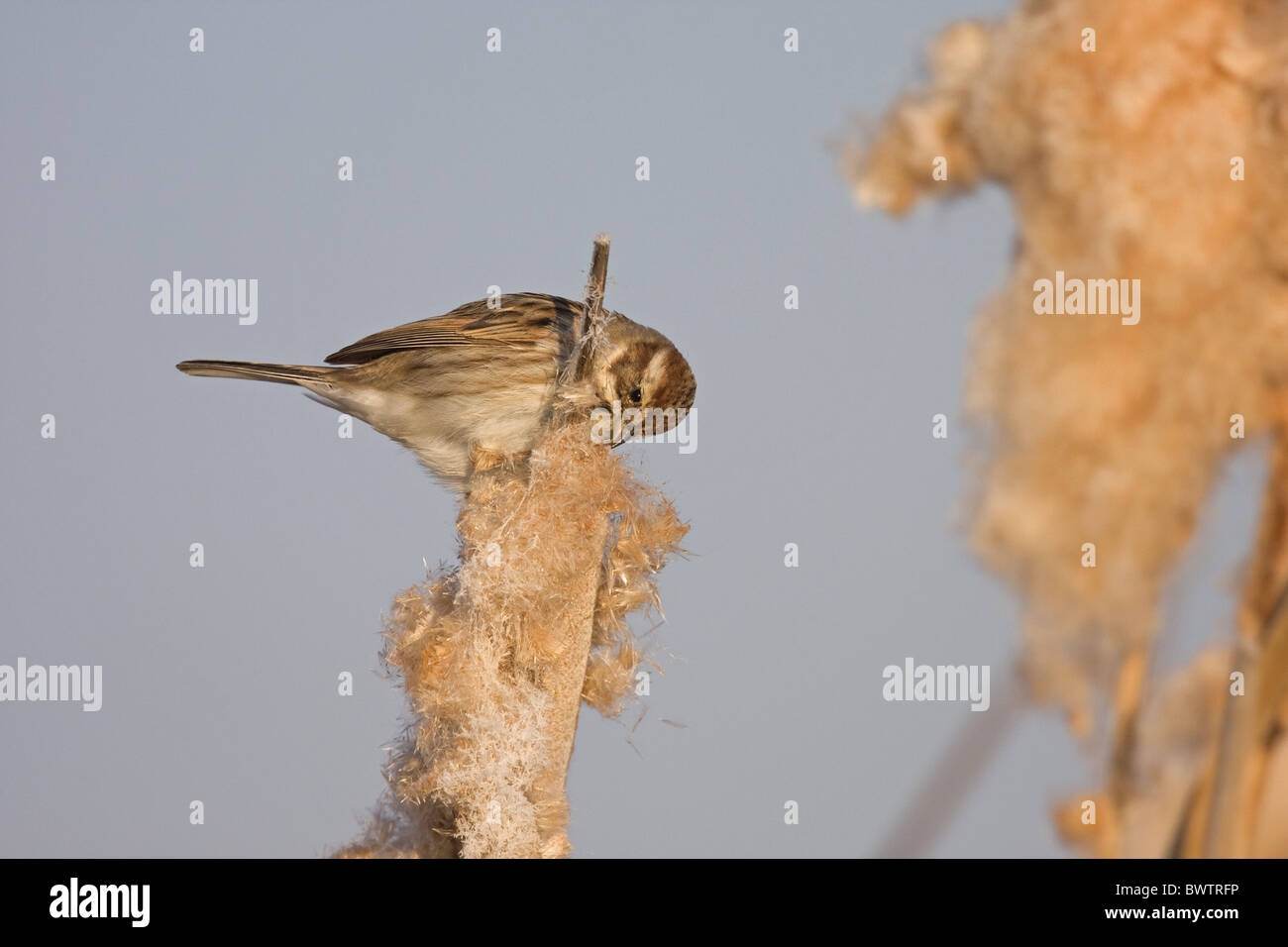 Erwachsenes Weibchen Reed Bunting (Emberiza Schoeniclus), ernähren sich von Samen, Spanien, Winter reedmace Stockfoto