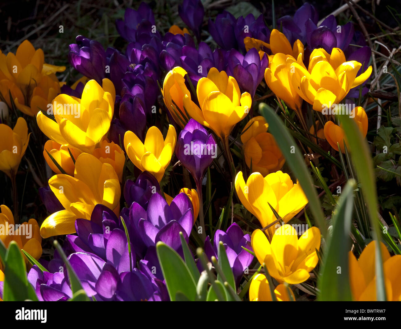 Gelb und lila Krokus in der Frühlingssonne Stockfoto