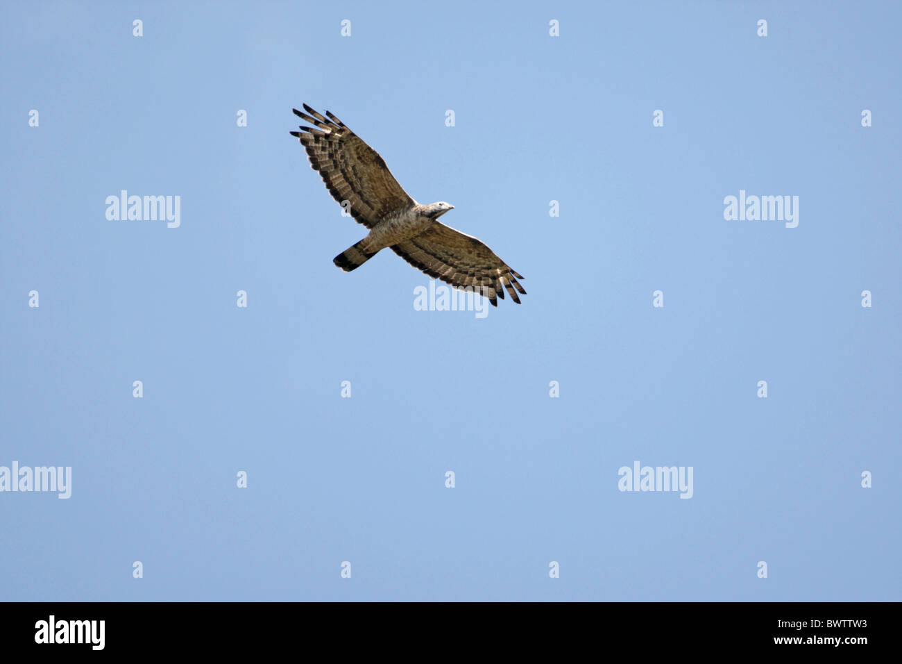 Orientalische Wespenbussard (Pernis Ptilorhynchus) Erwachsenen während des Fluges, Goa, Indien, november Stockfoto