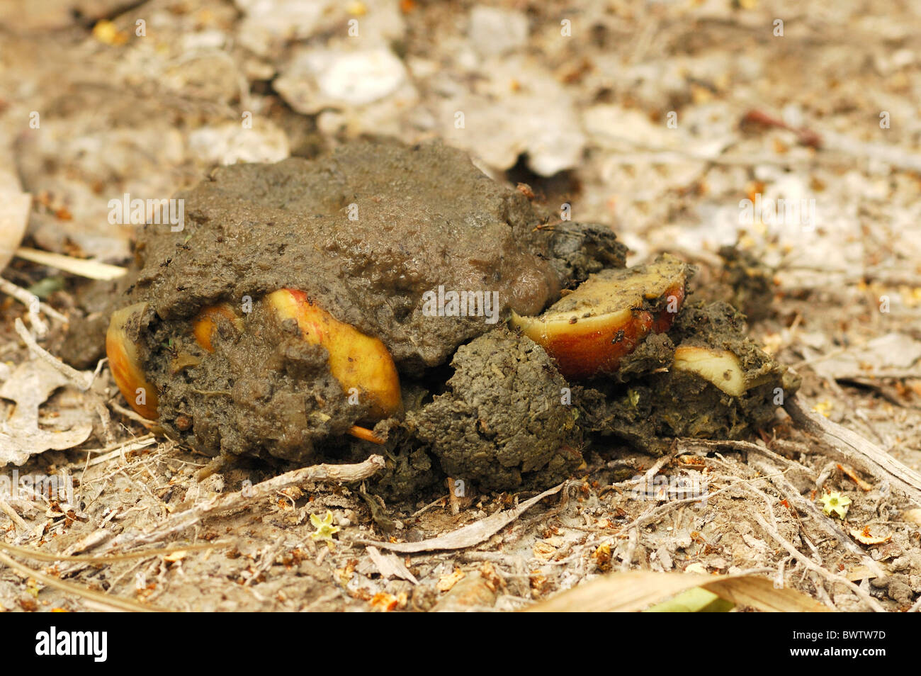 Südlichen Helmkasuar (Casuarius Casuarius) fallen, mit Samen für Waldverjüngung, Tam o' shanter Fan Palmenwald, Queensland, Australien Stockfoto