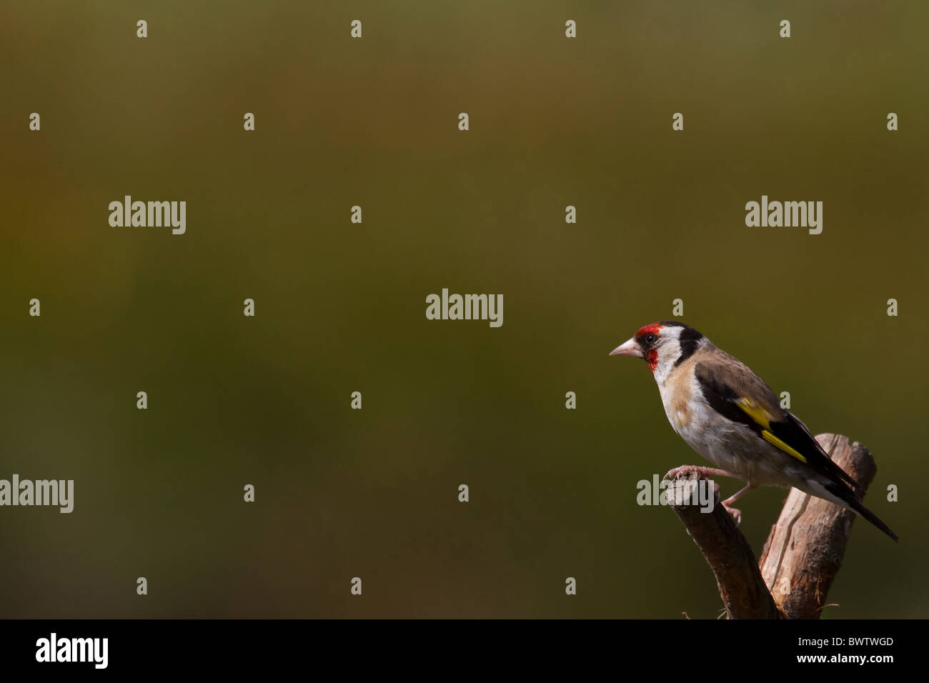 Stieglitz (Cadruelis Zuchtjahr) männlichen thront auf einem Ast Stockfoto