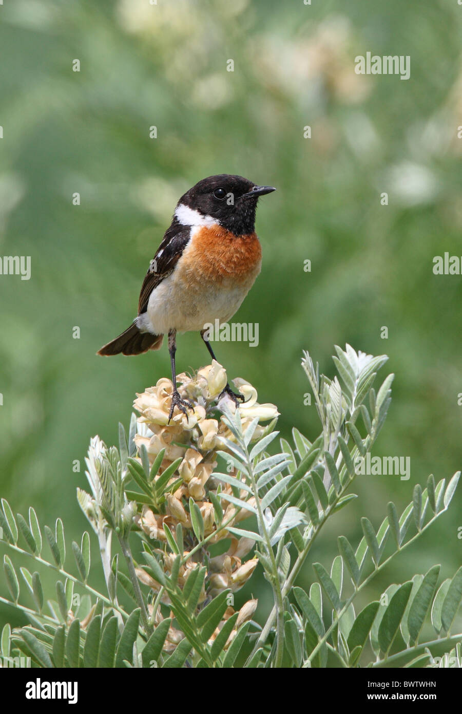 Sibirische Schwarzkehlchen (Saxicola Maurus) Männchen, gehockt Flowerhead, See Alakol, Kasachstan, Juni Stockfoto