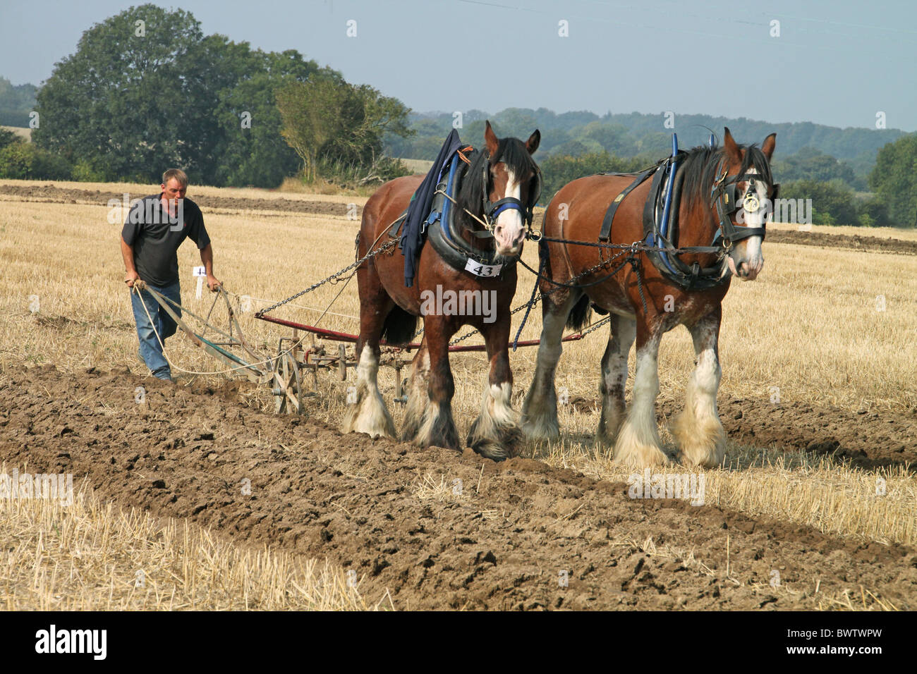 Shire Horse, zwei Erwachsene, arbeiten, ziehen Pflug, West Grinsted Pflügen Match, obere Chancton Bauernhof, Wiston, West Sussex, Stockfoto