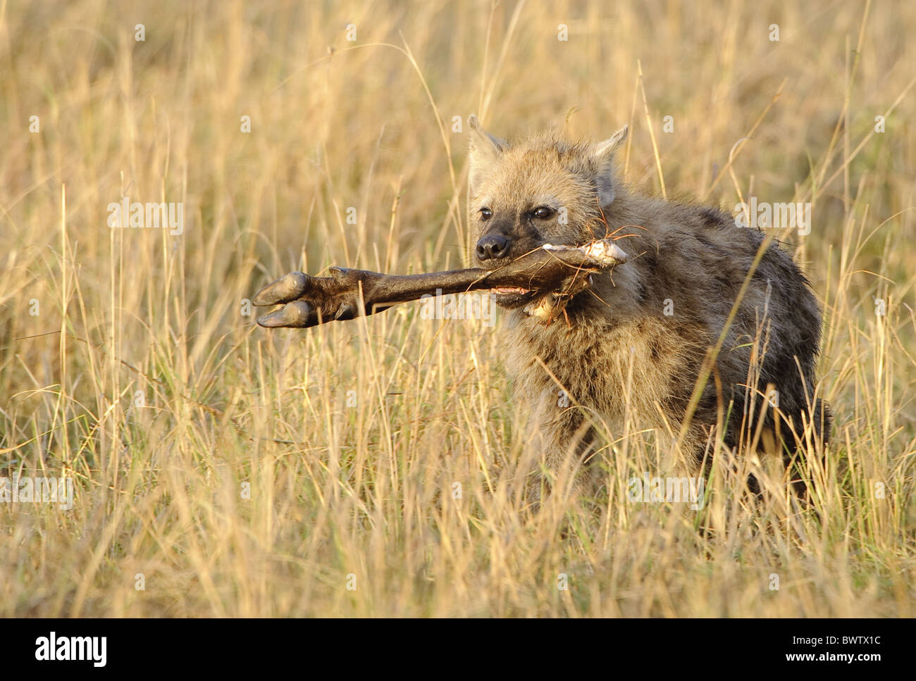 Baby Knochen Essen feed Fuß Hyäne Kenia Bein Masai Mara Migration Ebenen Pup Scavange Spaziergang Gnus Tierwelt junge zerbeissen Hyänen Stockfoto