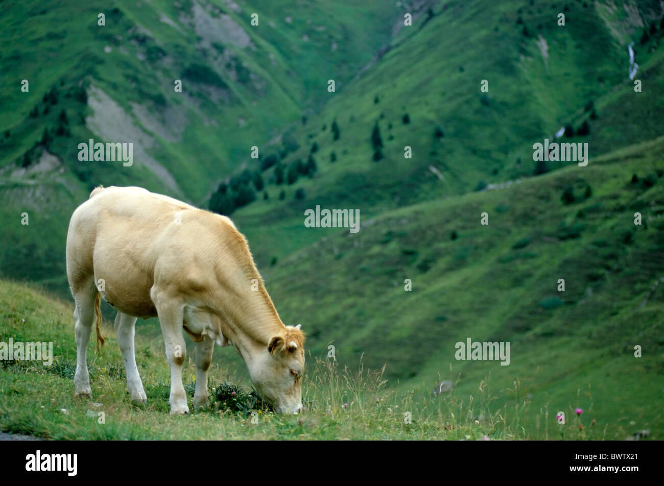 Kuh Weiden auf Pic du Midi, Pyrenäen, Frankreich. Stockfoto