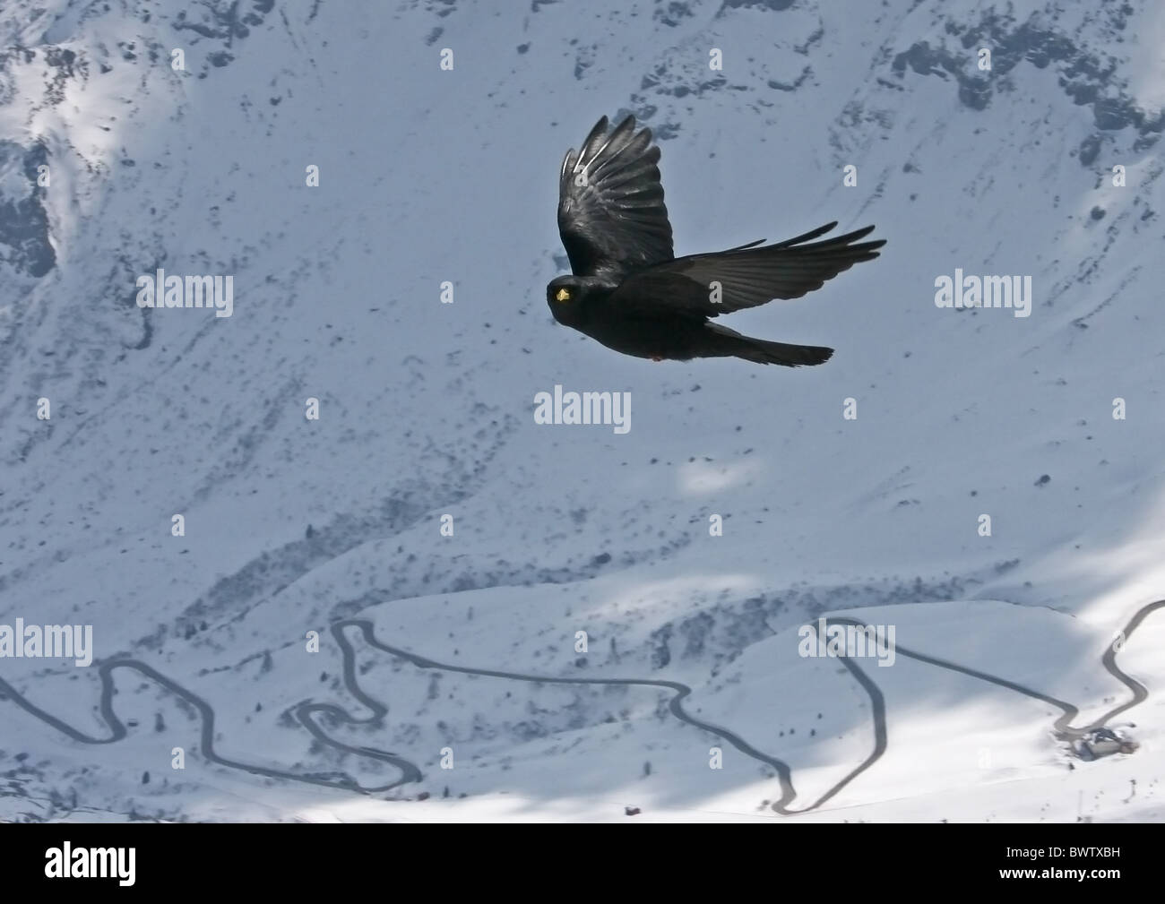 Alpine Alpenkrähe (Pyrrhocorax Graculus) Erwachsenen während des Fluges in Gebirgs-Lebensraum, Val Gardena, Dolomiten, Italien Stockfoto