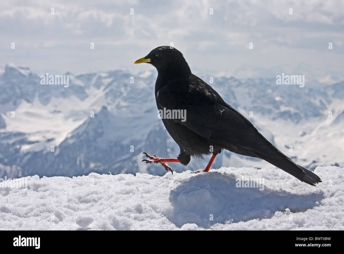 Alpine Alpenkrähe (Pyrrhocorax Graculus) Erwachsenen, Wandern im Schnee, im Gebirgs-Lebensraum, Dolomiten, Italien, april Stockfoto