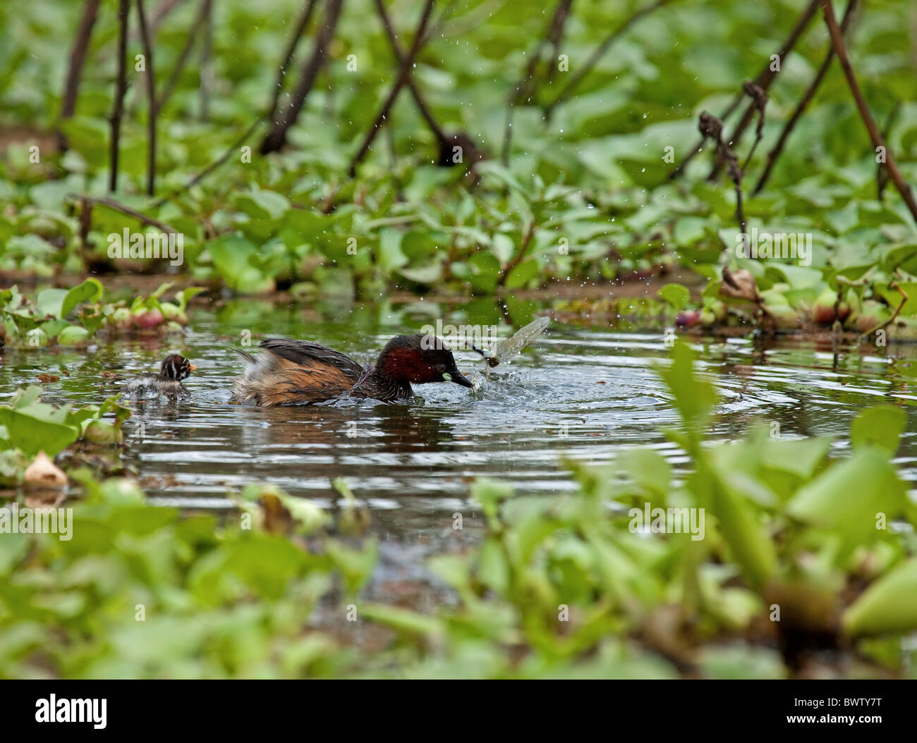 Zwergtaucher mit Küken und Libelle Beute Stockfoto