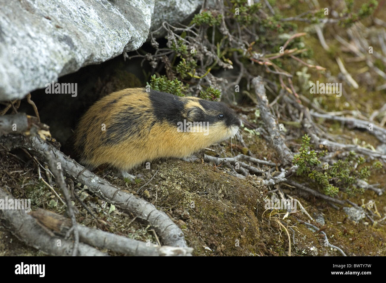 Jotunheimen Norwegen Lemming Norwegen Lemmus Lemmus Lemming Lemminge Skandinavien skandinavischen Europa Europäische Nagetier Nagetiere Stockfoto