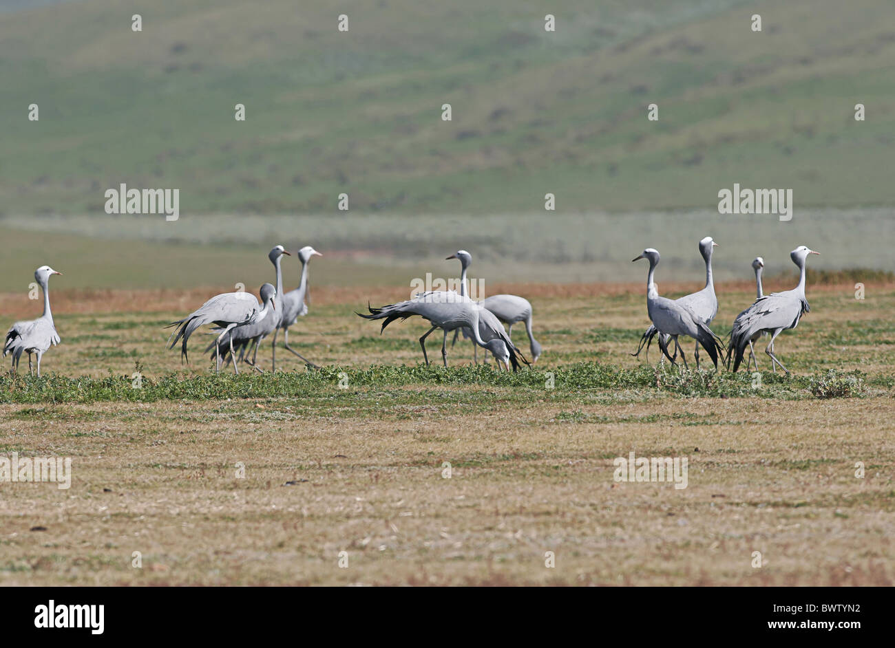 Blue Crane (Anthropoides Paradisea) Erwachsene, Herde, Fütterung auf Ackerland, Bredasdorp, Western Cape, South Africa, august Stockfoto