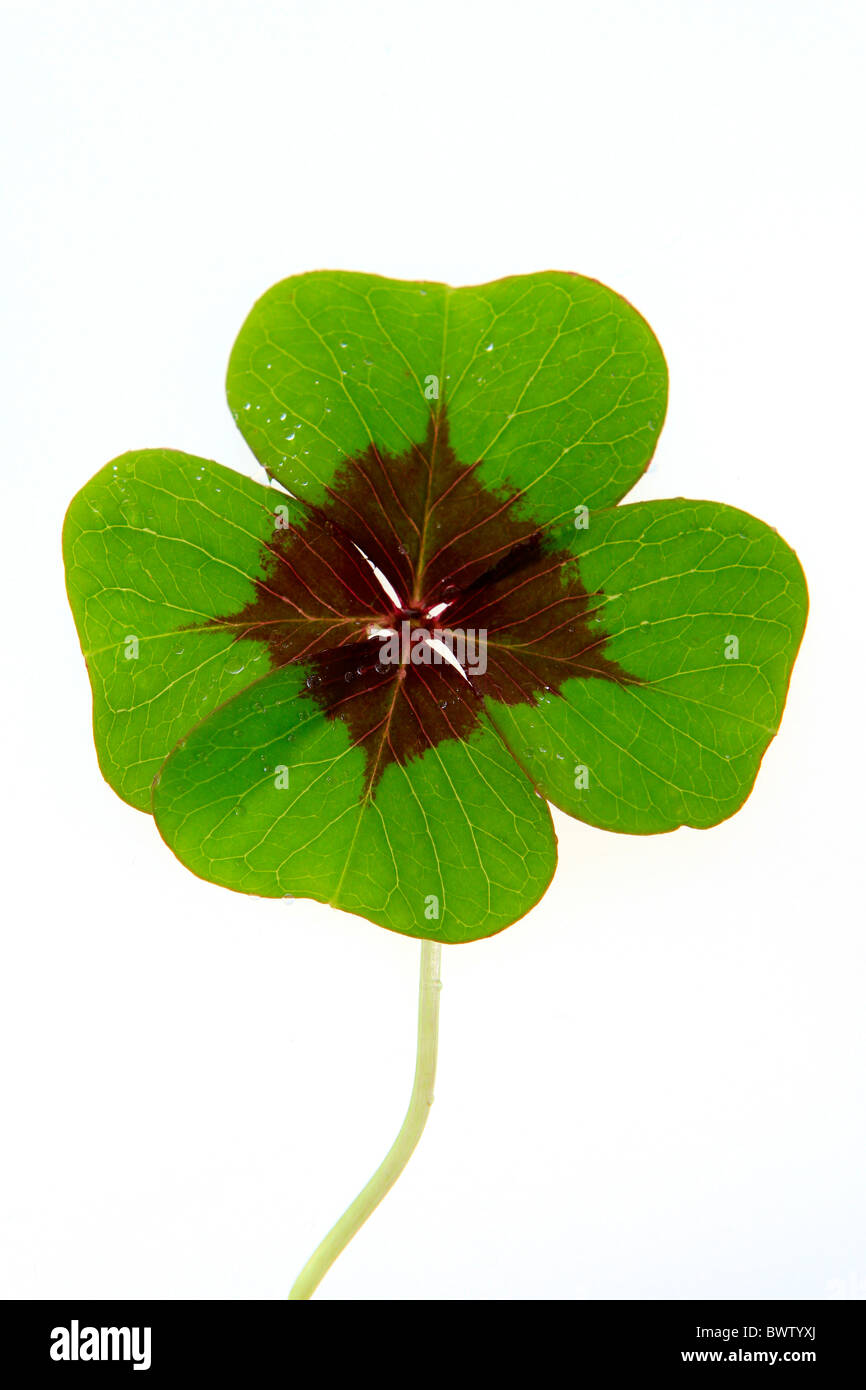 Vierblättriges Kleeblatt Stockfoto