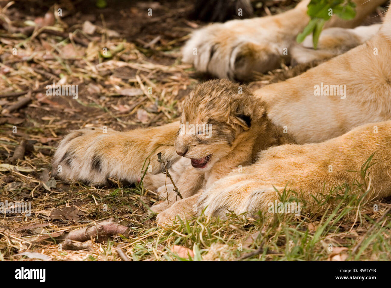 Tiere Säugetiere Katzen Raubkatzen Masai Mara Kenia Afrika afrikanische  Löwe Panthera Panthera Leo jungen baby Babys Mutter und baby  Stockfotografie - Alamy