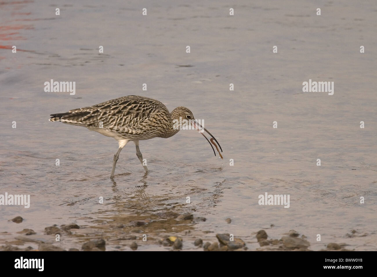Eurasische Brachvogel (Numenius Arquata) Erwachsenen, Fütterung auf marine Wurm im Wasser, Norfolk, England Stockfoto