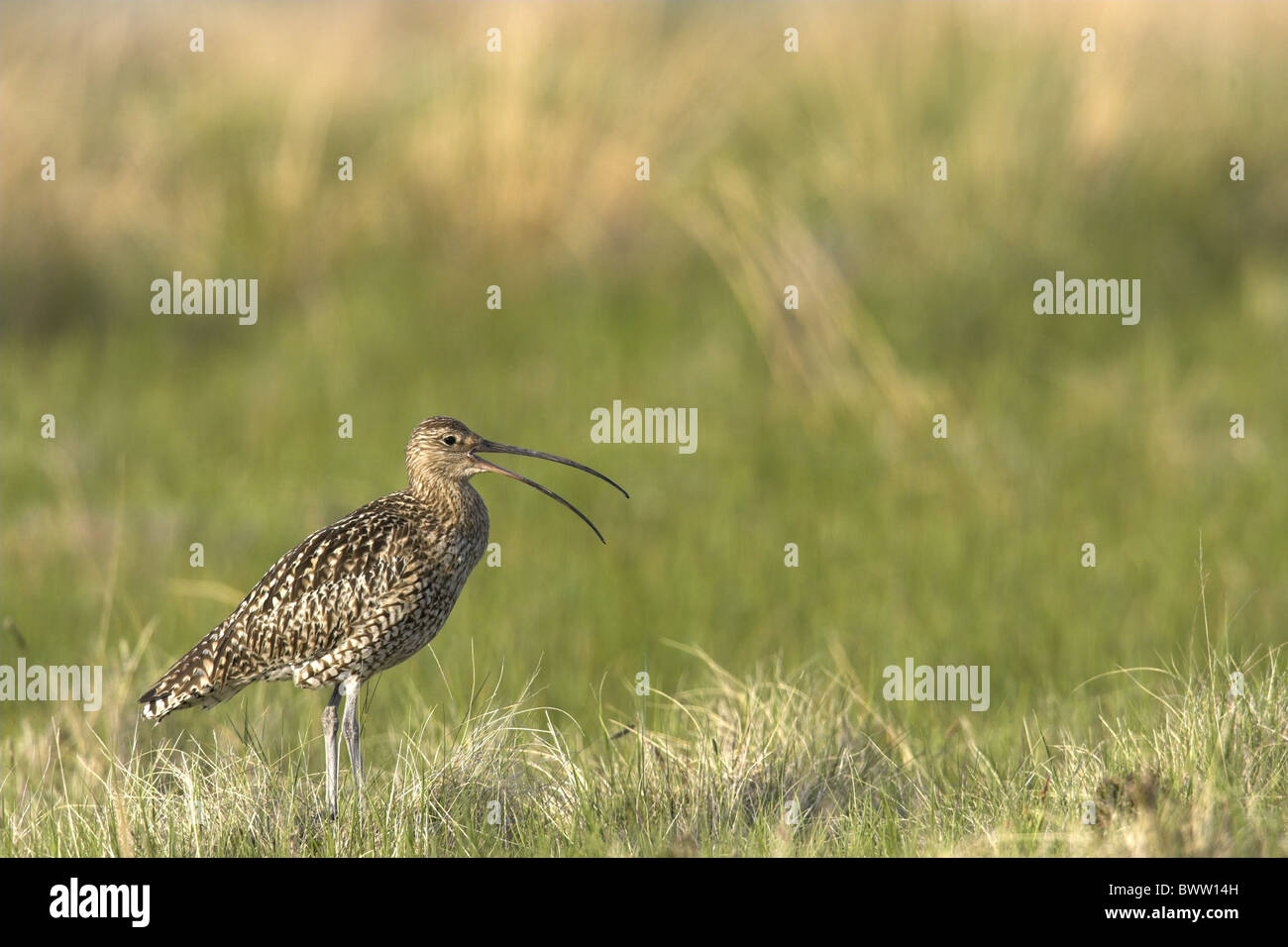 Eurasische Brachvogel (Numenius Arquata) Erwachsenen, calling, stehend auf Rasen, Lammermuir Hills, Grenzen, Schottland, Frühling Stockfoto