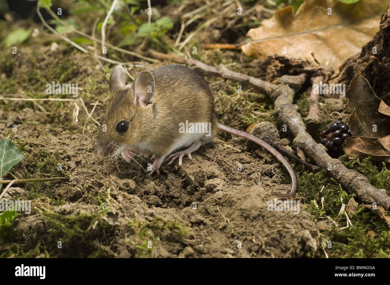 Maus Mause Nager Nagetiere Saugetier Saugetiere Tier Long Tailed