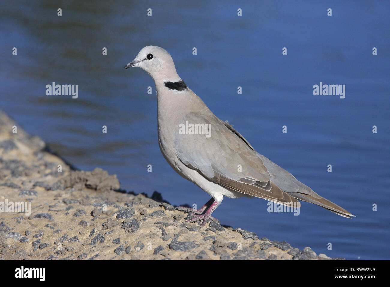 Kap Turteltaube (Streptopelia Capicola) Erwachsenen, stehen am Rand des Wassers, Kalahari, Botswana Stockfoto