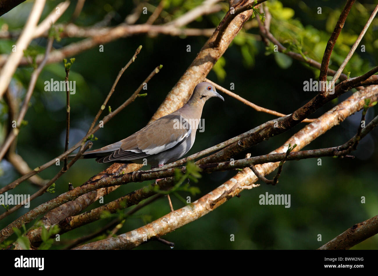 Weiß – Winged Taube (Zeniada Asiatica) Erwachsenen, thront in der Struktur Marschallss Stift, Jamaika, november Stockfoto