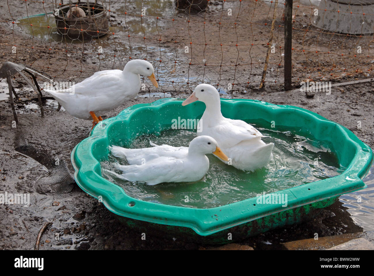Hausente, Campbell, drei Erwachsene, Baden auf Bauernhof, Hertfordshire, England Stockfoto
