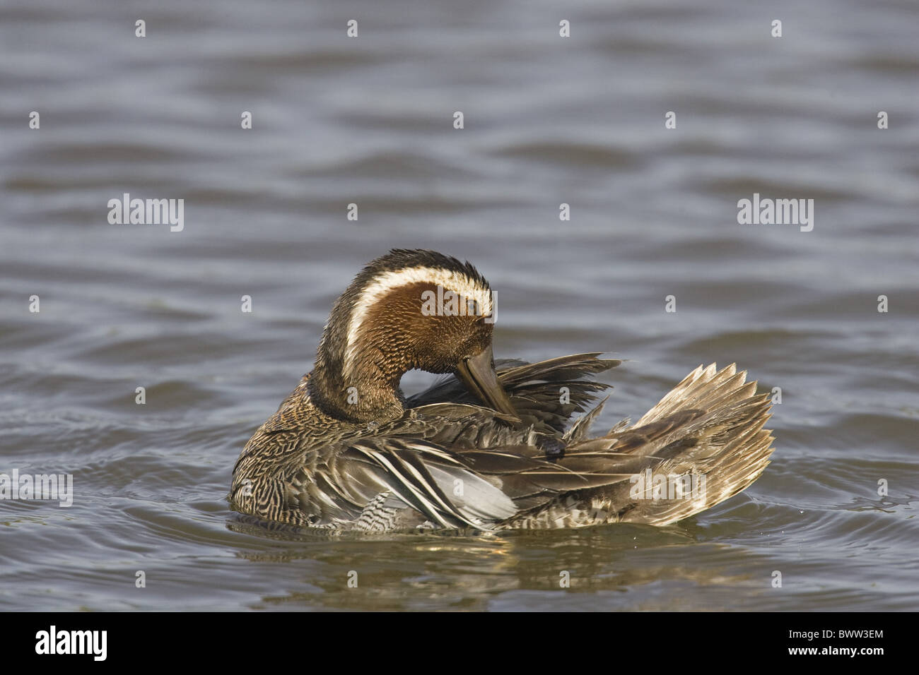 Garganey (Anas Querquedula) Männchen, putzen auf dem Wasser, Norfolk, England Stockfoto