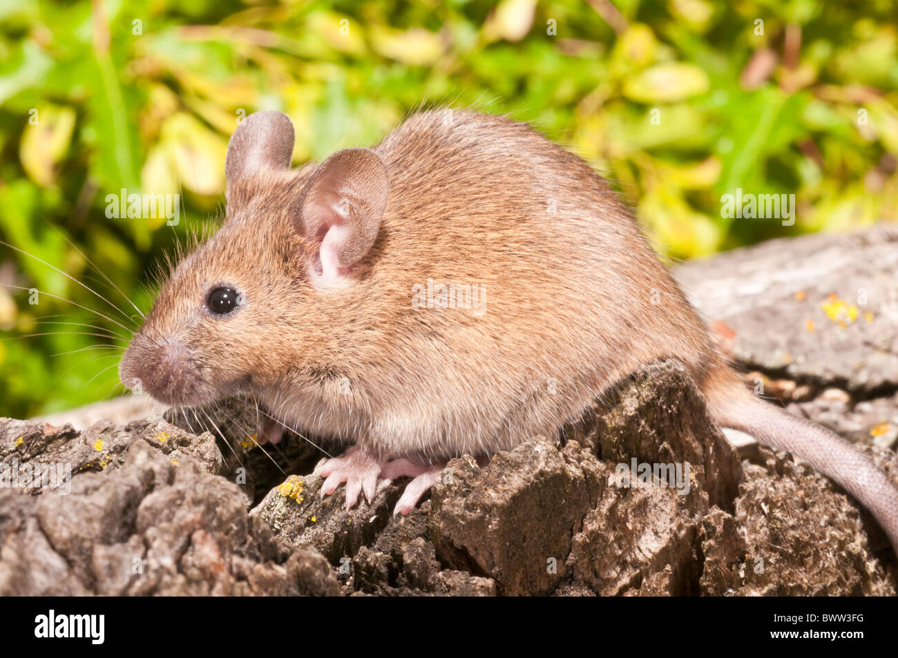 Hausmaus, Mus Musculus Domesticus, farbig, Aguti reicht weltweit mit Ausnahme der Antarktis; ursprünglich aus Asien Stockfoto