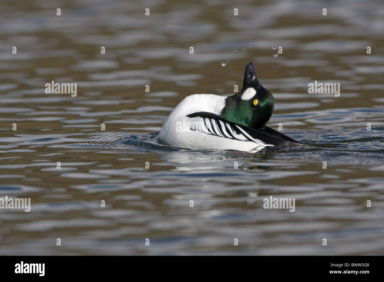 Gemeinsamen Goldeneye (Bucephala Clangula) Männchen, Anzeigen auf Wasser, England, März Stockfoto