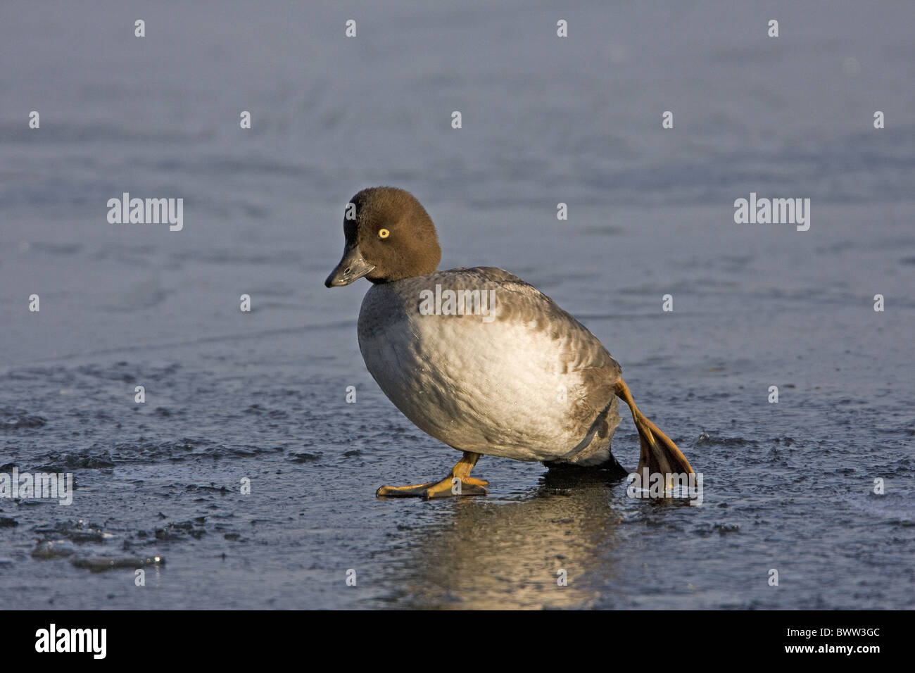 Gemeinsamen Goldeneye (Bucephala Clangula) Erwachsenfrau, zu Fuß auf dem Eis, England, Januar Stockfoto