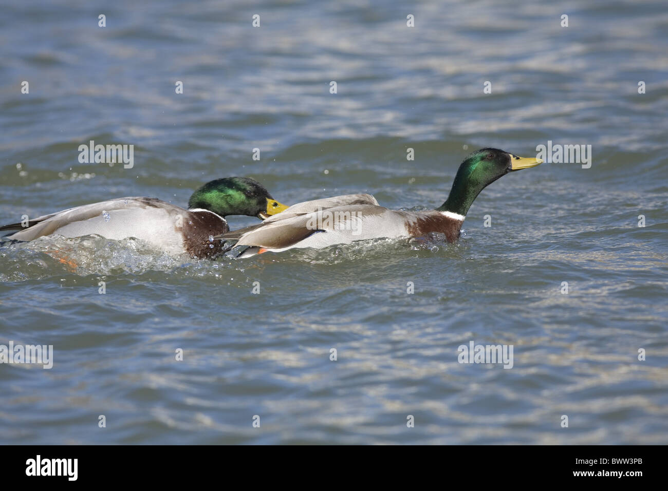 Mallard Ente (Anas Platyrhynchos) Männchen kämpfen auf Wasser, North Dakota, U.S.A. Stockfoto