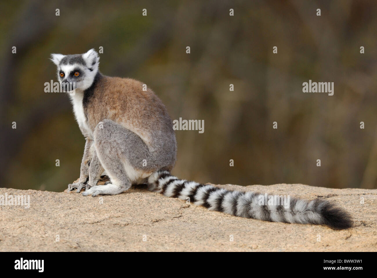 Katta im Anja Reserve, Madagaskar Stockfoto
