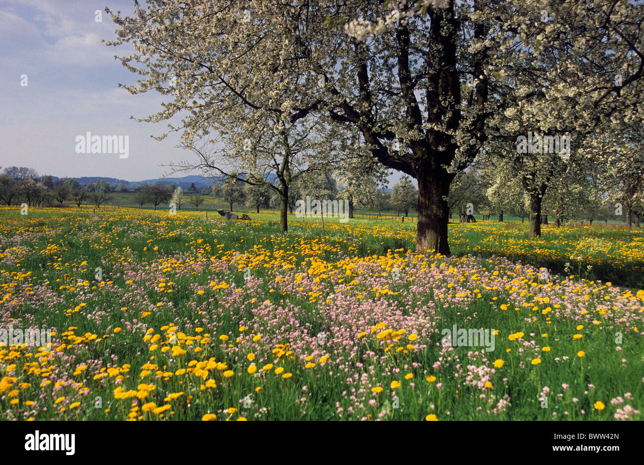 Schweiz Europa Kanton Thurgau Buch blühenden Kirschbäume Bäume Obst Bäume Frühling Frühling Wiese Weide Stockfoto