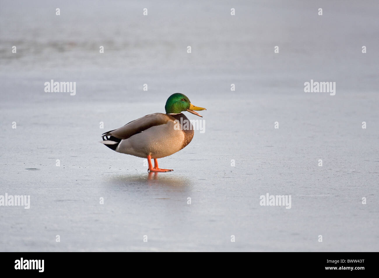 Mallard Ente (Anas Platyrhynchos) Männchen, calling, stehend auf Eis, Suffolk, England, winter Stockfoto