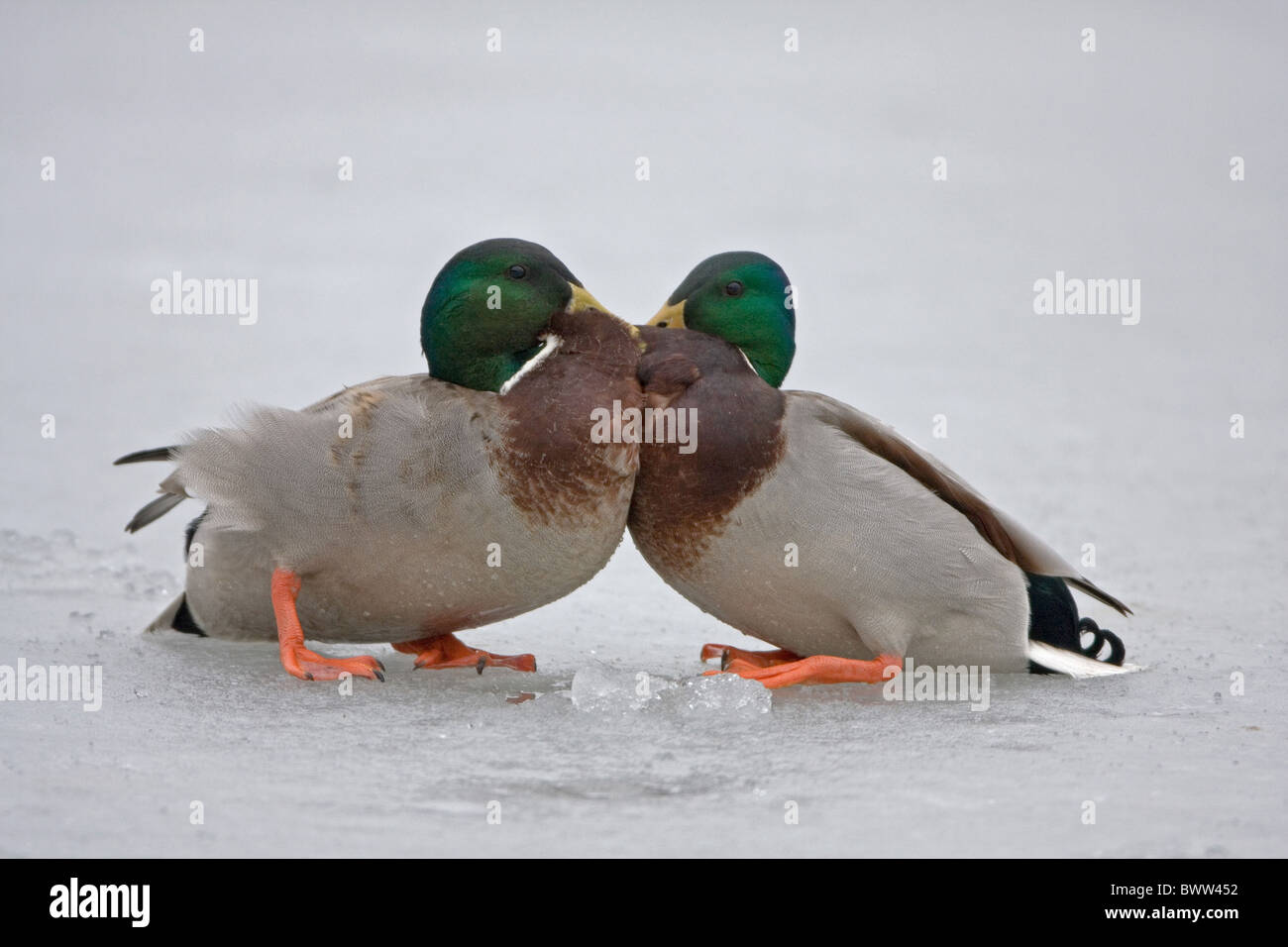 Mallard Ente (Anas Platyrhynchos) zwei Erwachsene Männer, kämpfen auf zugefrorenen Teich, Suffolk, England, Januar Stockfoto