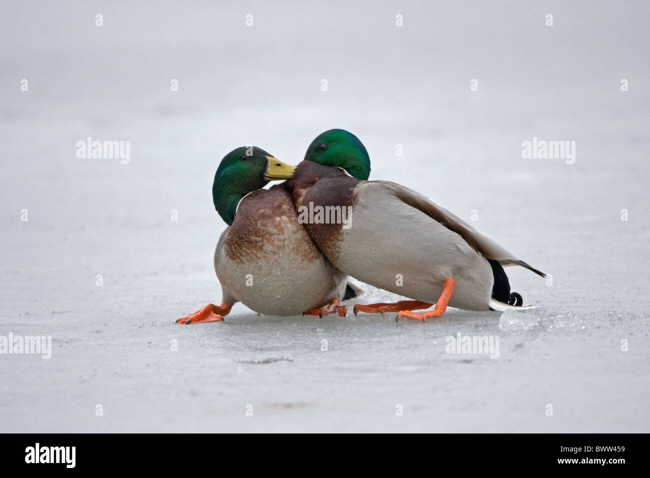 Mallard Ente (Anas Platyrhynchos) zwei Erwachsene Männer, kämpfen auf zugefrorenen Teich, Suffolk, England, Januar Stockfoto