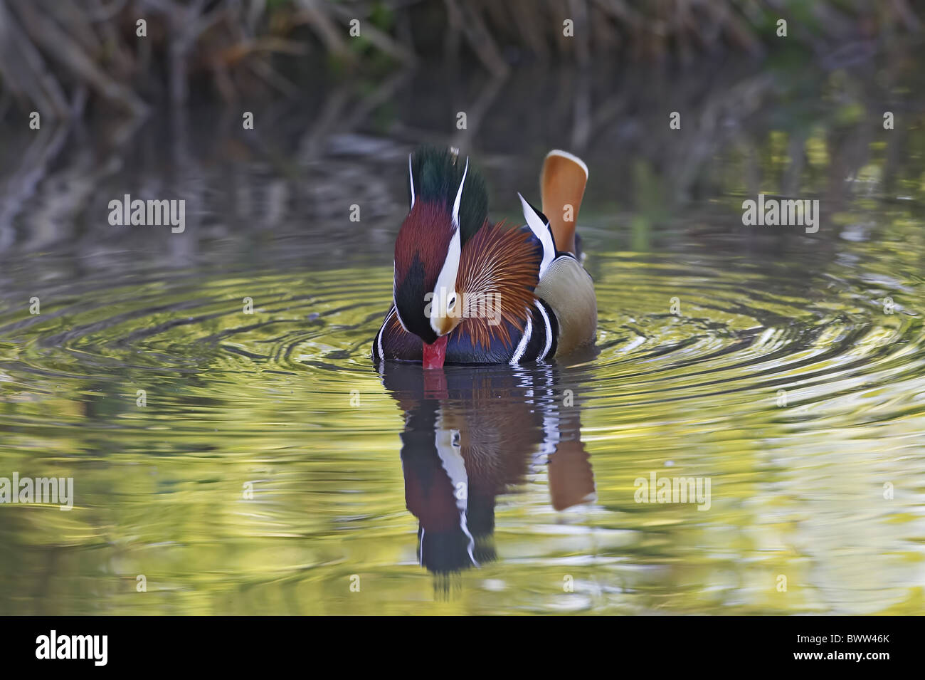 Mandarinente (Aix Galericulata) erwachsenen männlichen, eingeführten Arten, Anzeigen auf Wasser, England Stockfoto