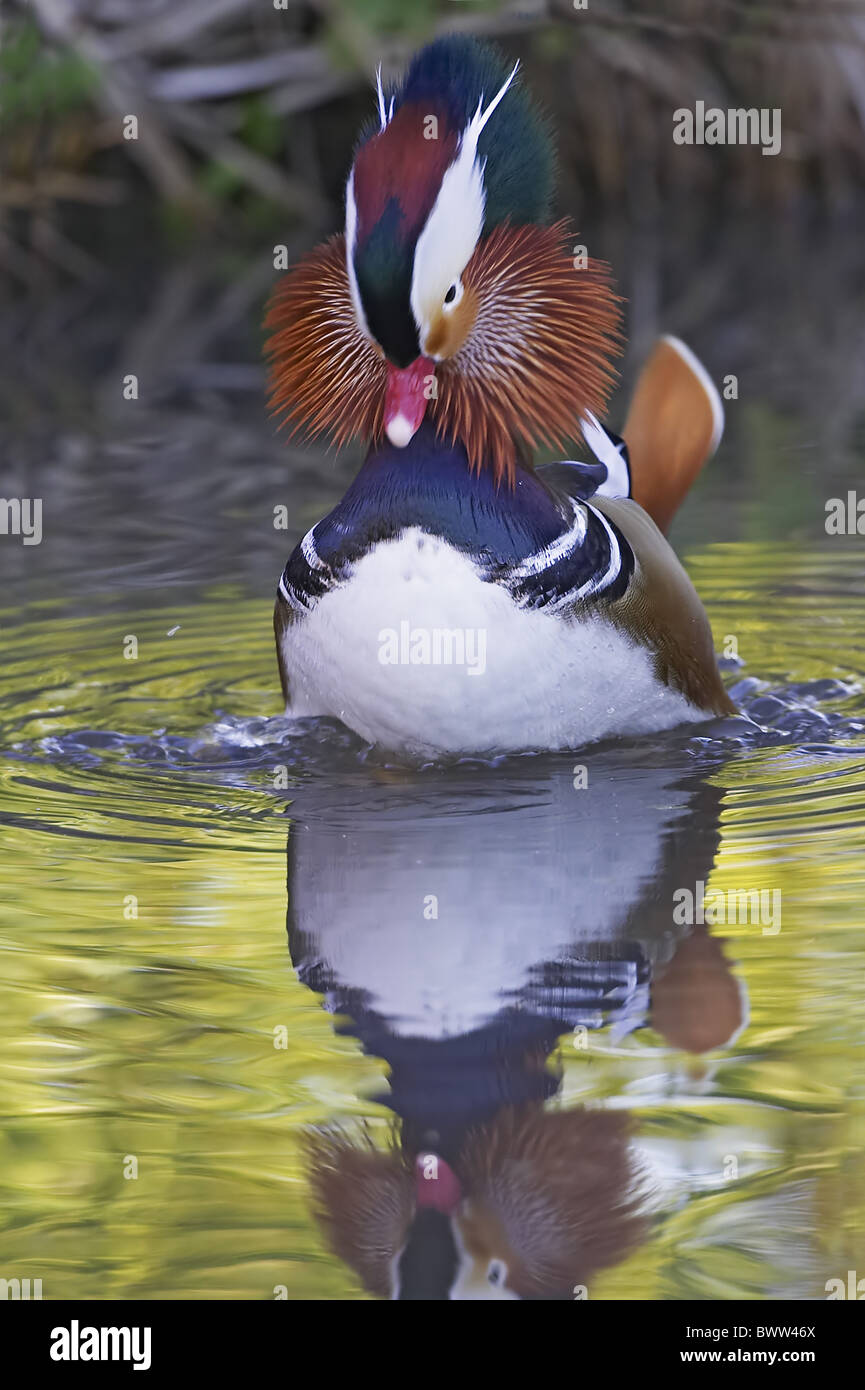 Mandarinente (Aix Galericulata) erwachsenen männlichen, eingeführten Arten, Anzeigen auf Wasser, England Stockfoto