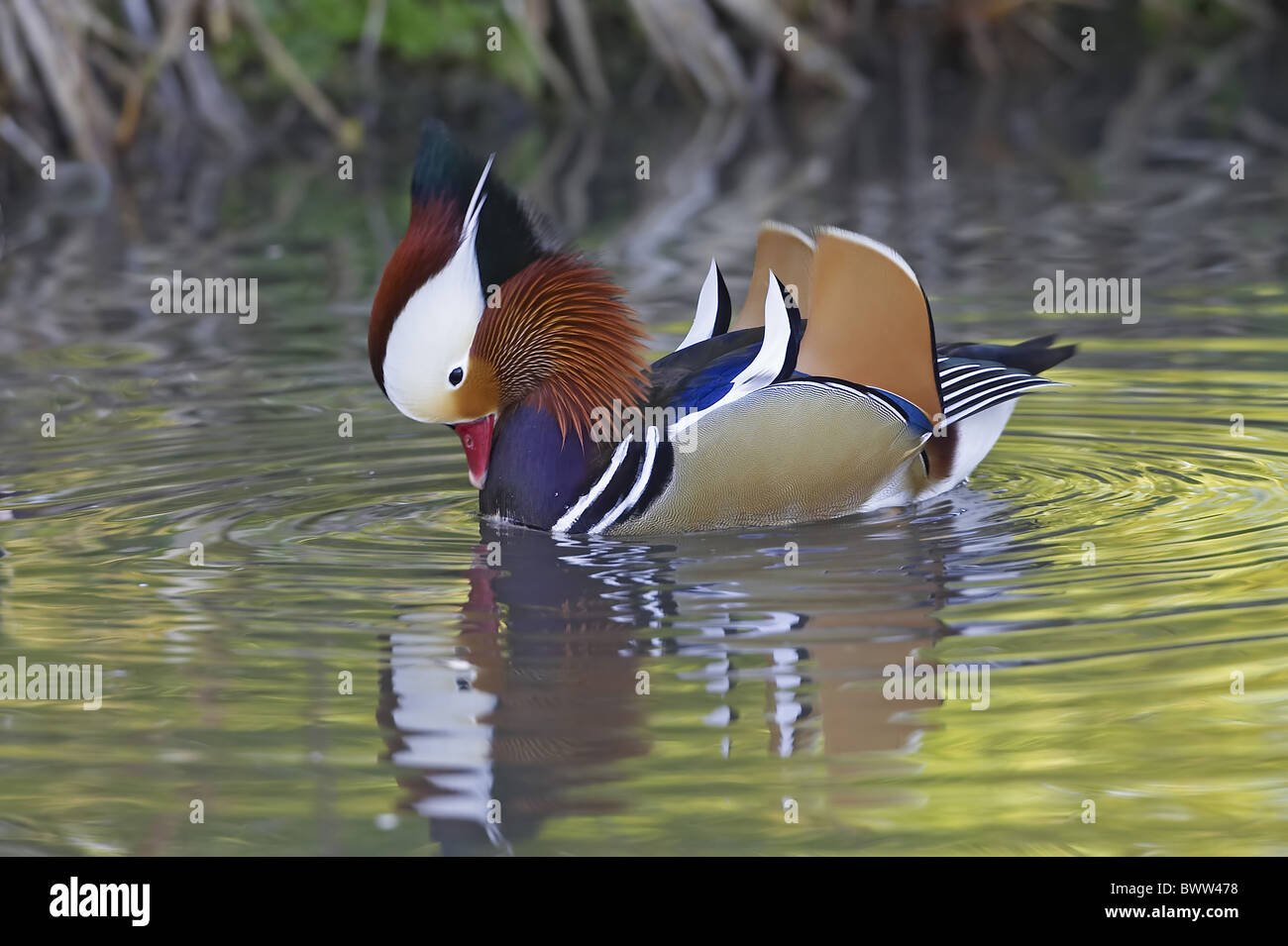 Mandarinente (Aix Galericulata) erwachsenen männlichen, eingeführten Arten, Anzeigen auf Wasser, England Stockfoto