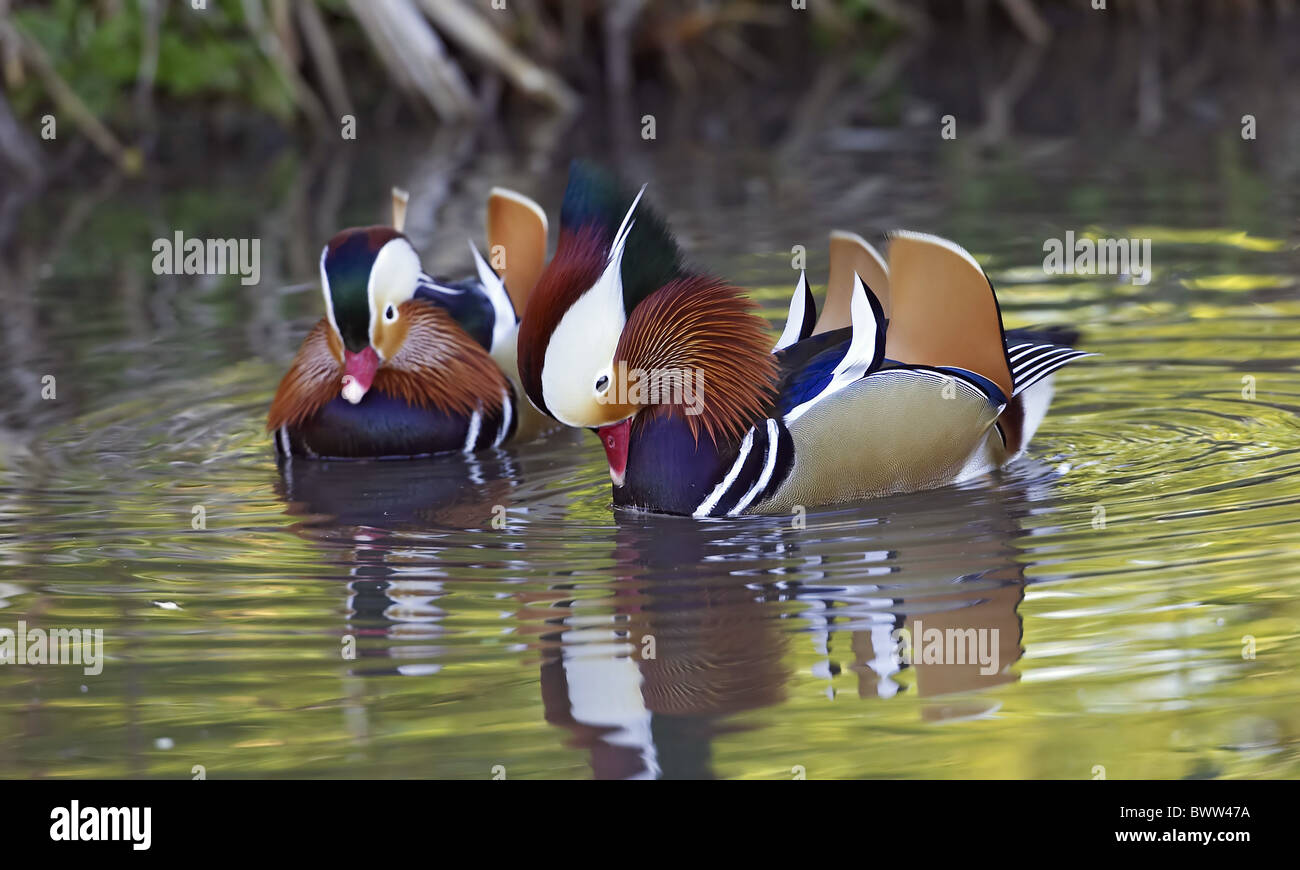 Mandarinente (Aix Galericulata) zwei Männchen, eingeführte Arten anzeigen auf Wasser, England Stockfoto